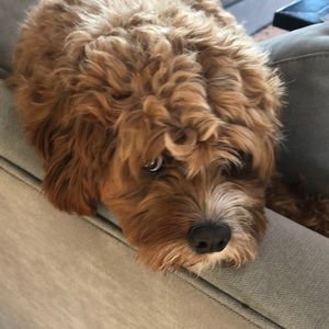 Meet your Posher, Dawn